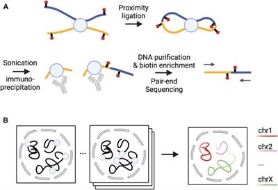 Understanding the function of regulatory DNA interactions in the interpretation of non-coding GWAS variants